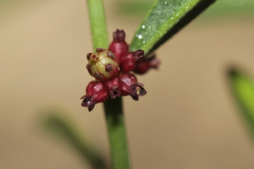 Phyllanthus warnockii G.L.Webster