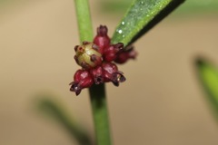 Phyllanthus warnockii
