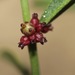 Sand Leaf-Flower - Photo (c) Nathan Taylor, some rights reserved (CC BY-NC), uploaded by Nathan Taylor