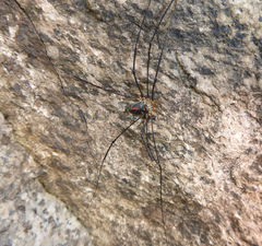 Mitopus glacialis