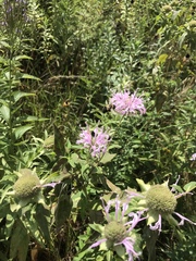 Monarda fistulosa