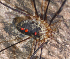 Mitopus glacialis