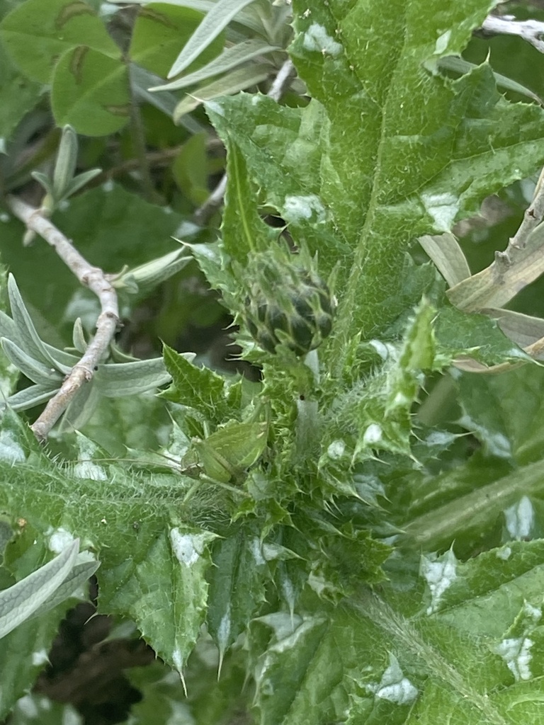 Silver Thistle