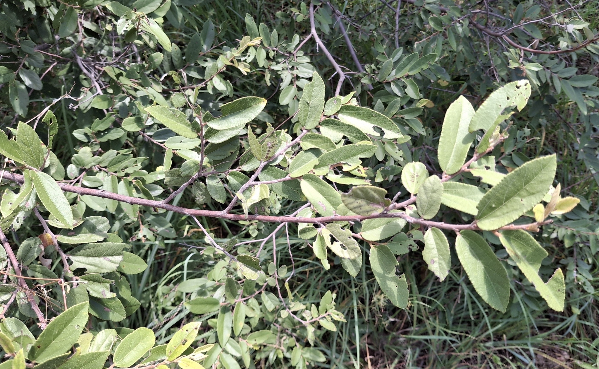 Imagem de Pau-de-tucano