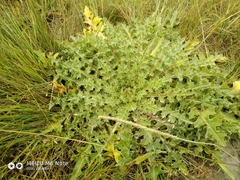Cirsium acaule esculentum