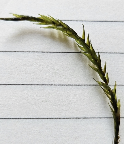Image of Fontinalis squamosa by (c) Helen Waterman, some rights reserved (CC BY)