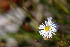 Brachyscome paludicola