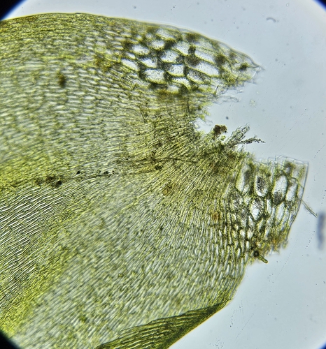 Image of Fontinalis squamosa by (c) Helen Waterman, some rights reserved (CC BY)