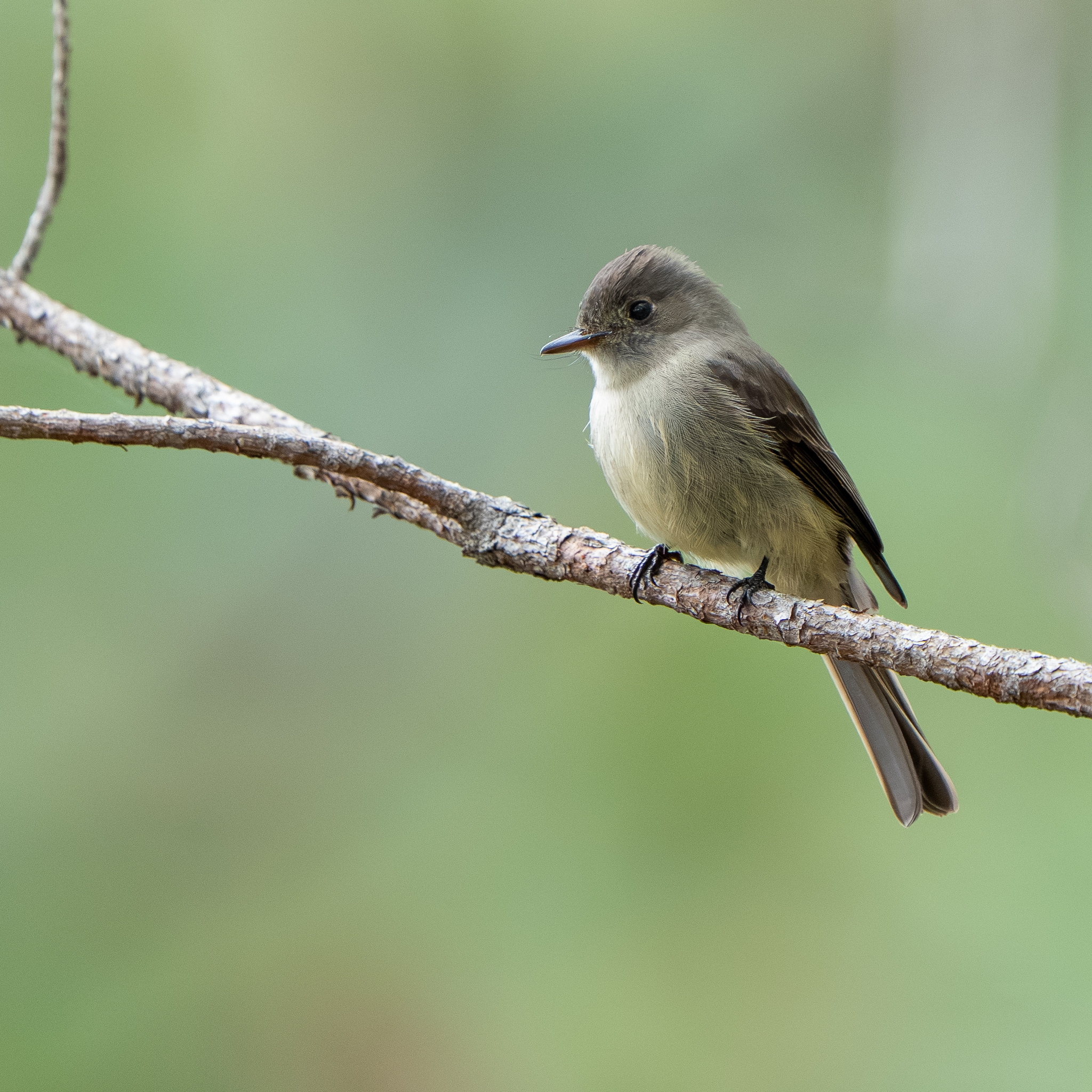 Hispaniolan Pewee (Contopus hispaniolensis), photo 7