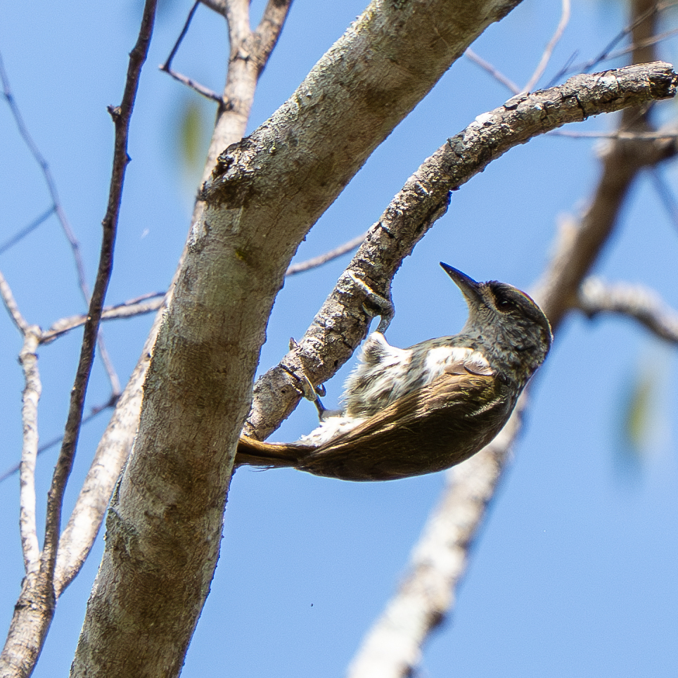 Antillean Piculet (Nesoctites micromegas), photo 2