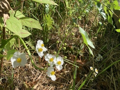 Sagittaria latifolia