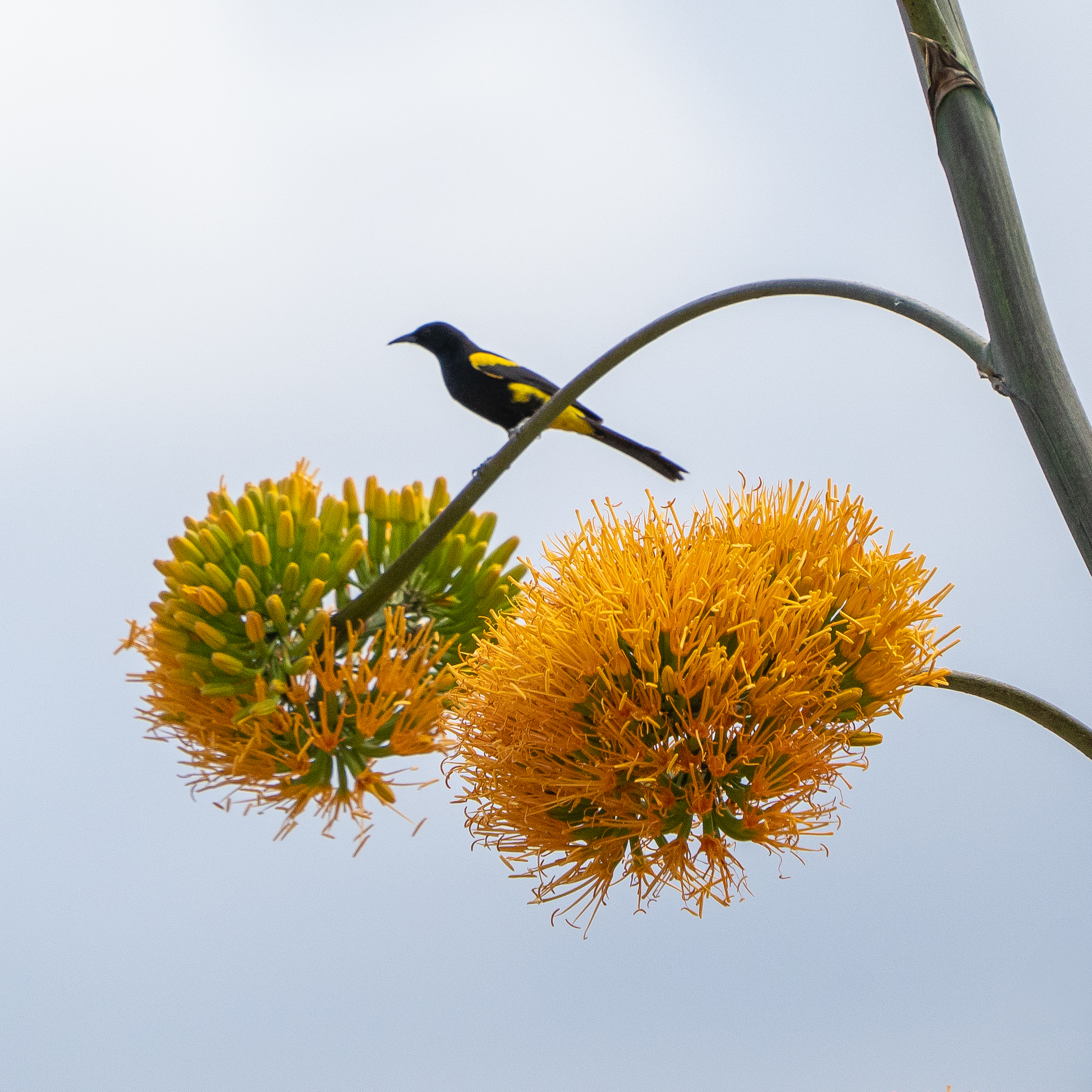 Hispaniolan Oriole illustration