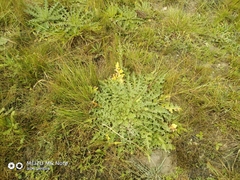 Cirsium acaule esculentum