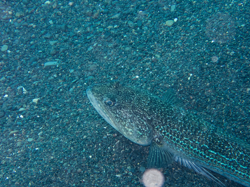 Atlantic lizardfish (Synodus saurus) — Synodontidae — 3