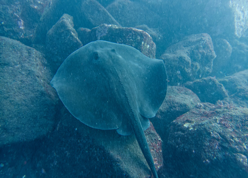 Photo of Round stingray (Taeniura grabata)