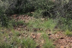 Euphorbia indivisa