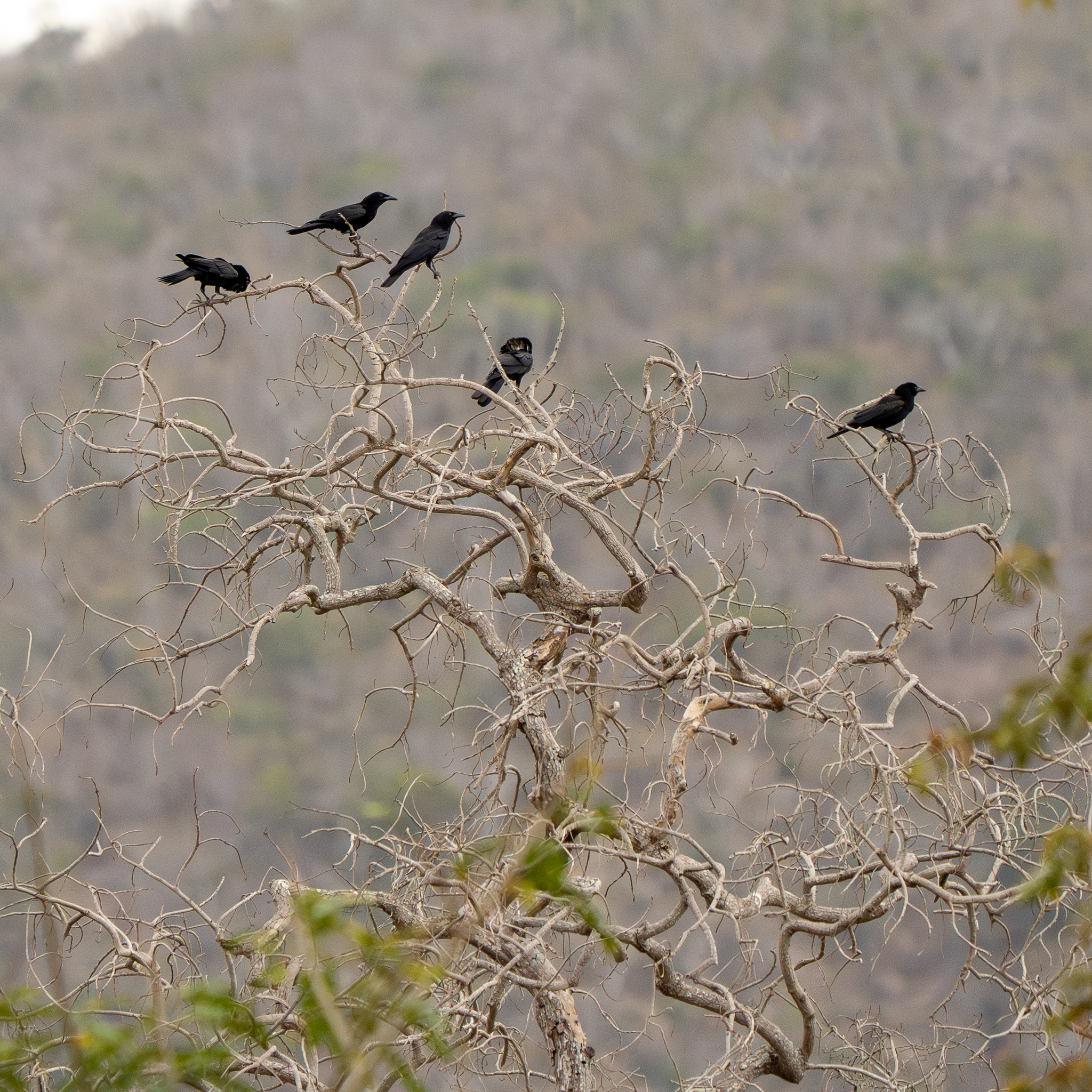 White-necked Crow (Corvus leucognaphalus), photo 3