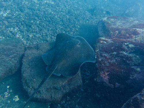 Photo of Round stingray (Taeniura grabata)