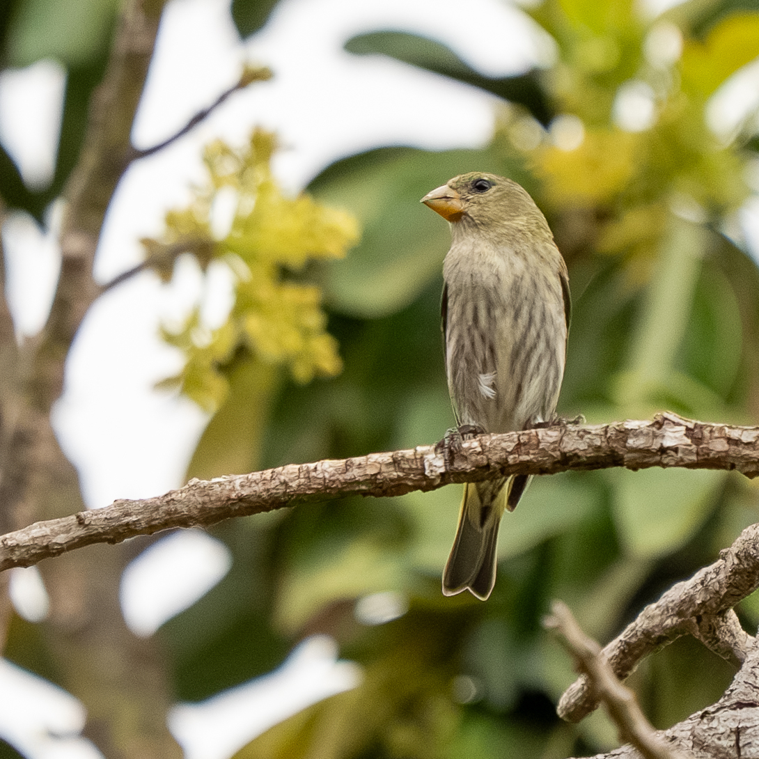 Antillean Siskin (Spinus dominicensis), photo 2