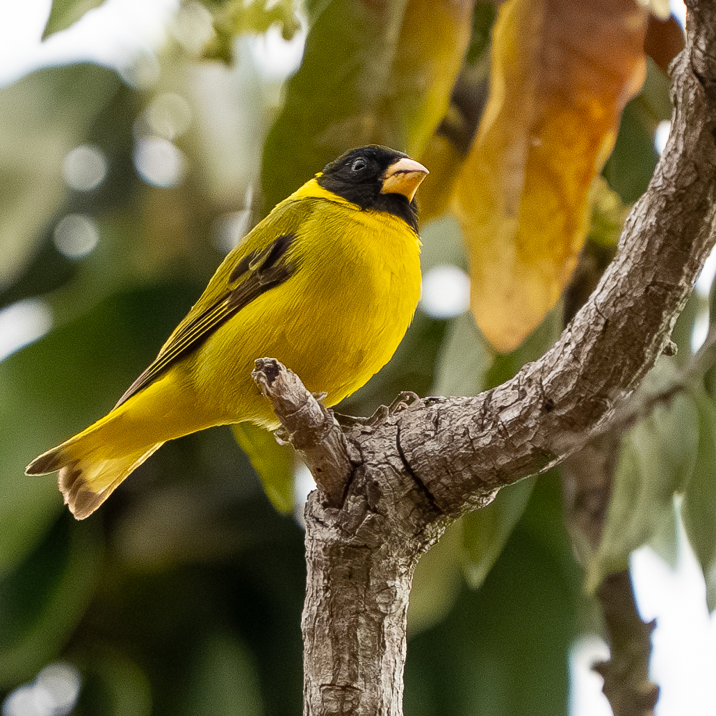 Antillean Siskin (Spinus dominicensis), photo 3
