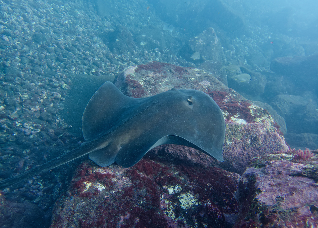 Photo of Round stingray (Taeniura grabata)