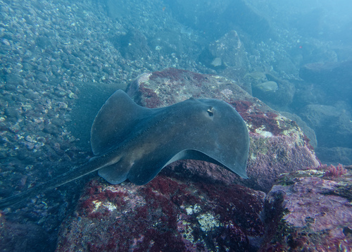Photo of Round stingray (Taeniura grabata)