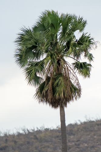 Hispaniolan Palmetto (Sabal domingensis)