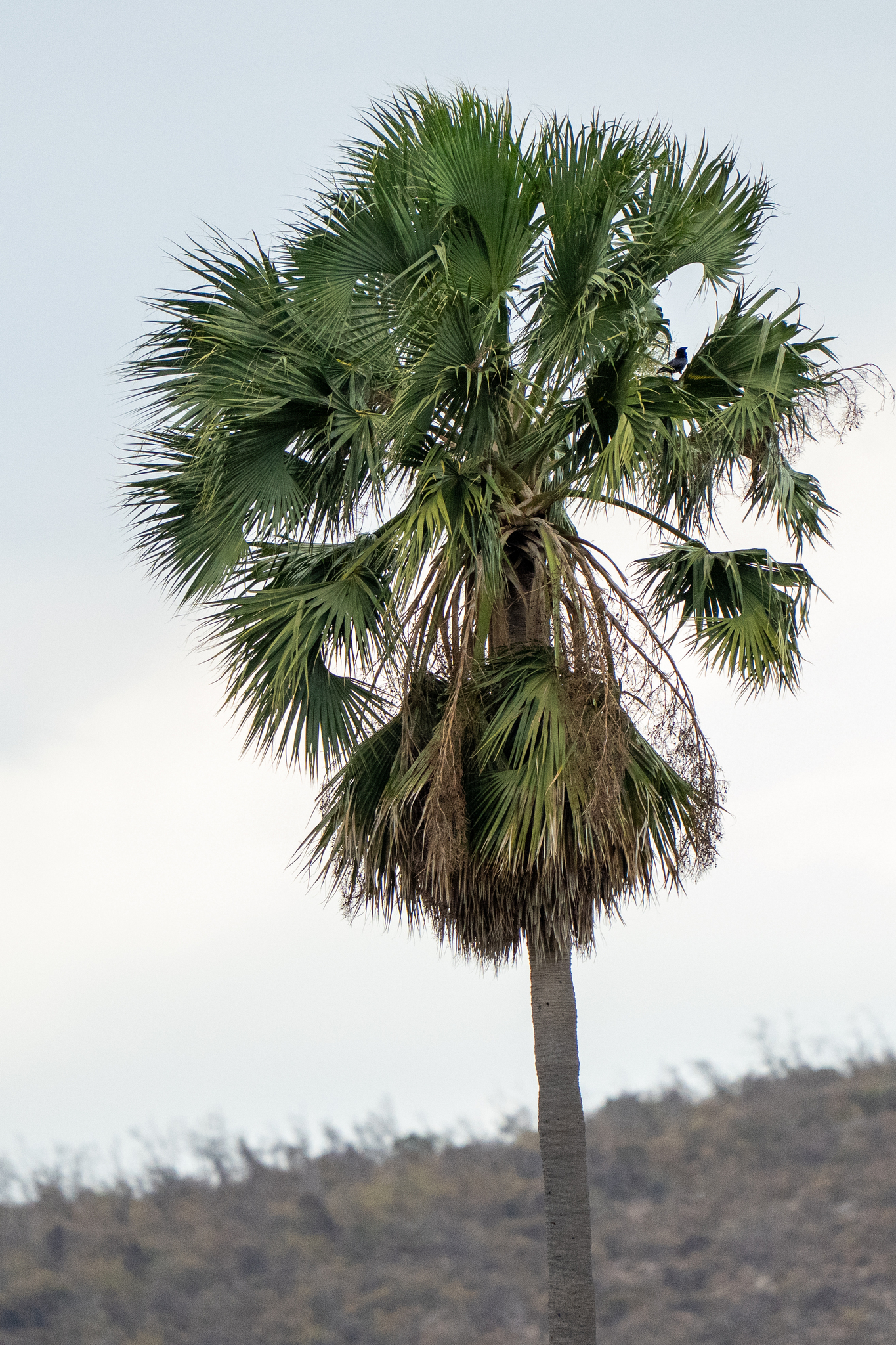 Hispaniolan Palmetto (Sabal domingensis)
