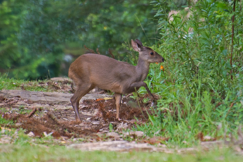 Southern Brown Brocket, photo 2 of 9