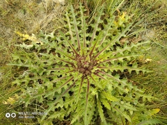 Cirsium acaule esculentum