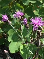 Centaurea