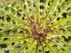 Cirsium acaule esculentum