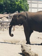 Elephantidae