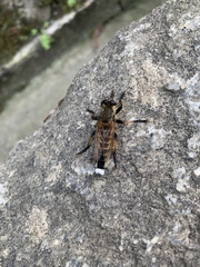 Promachus yesonicus