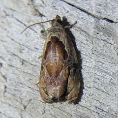 Zomaria interruptolineana