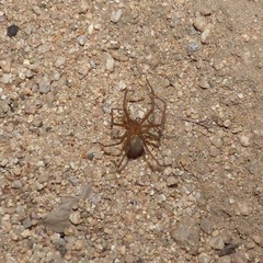 Loxosceles deserta