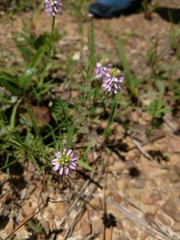 Polygala curtissii