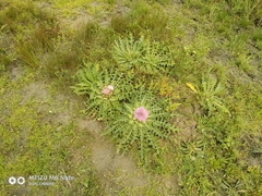 Cirsium acaule esculentum