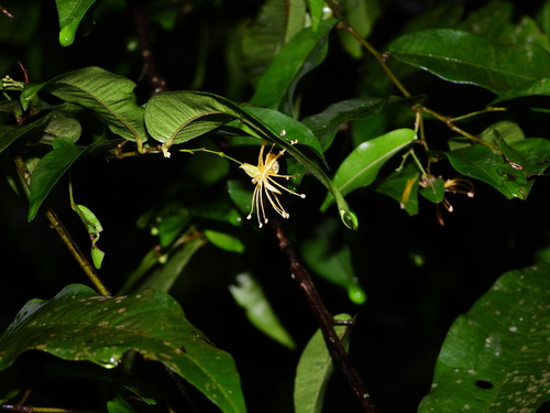 Foto de Cumarurana