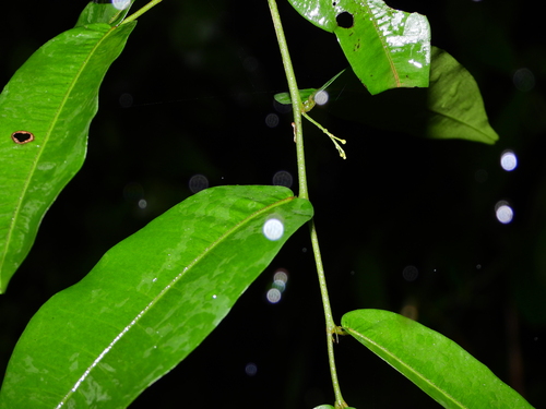 Foto de Cumarurana