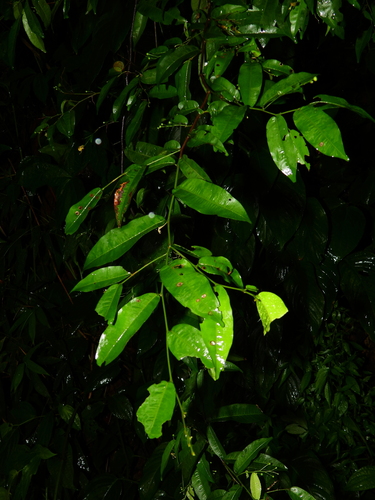 Foto de Cumarurana