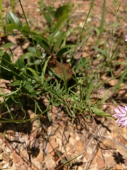 Polygala curtissii