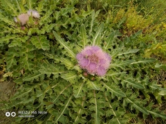 Cirsium acaule esculentum