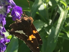 Epargyreus clarus