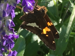 Epargyreus clarus