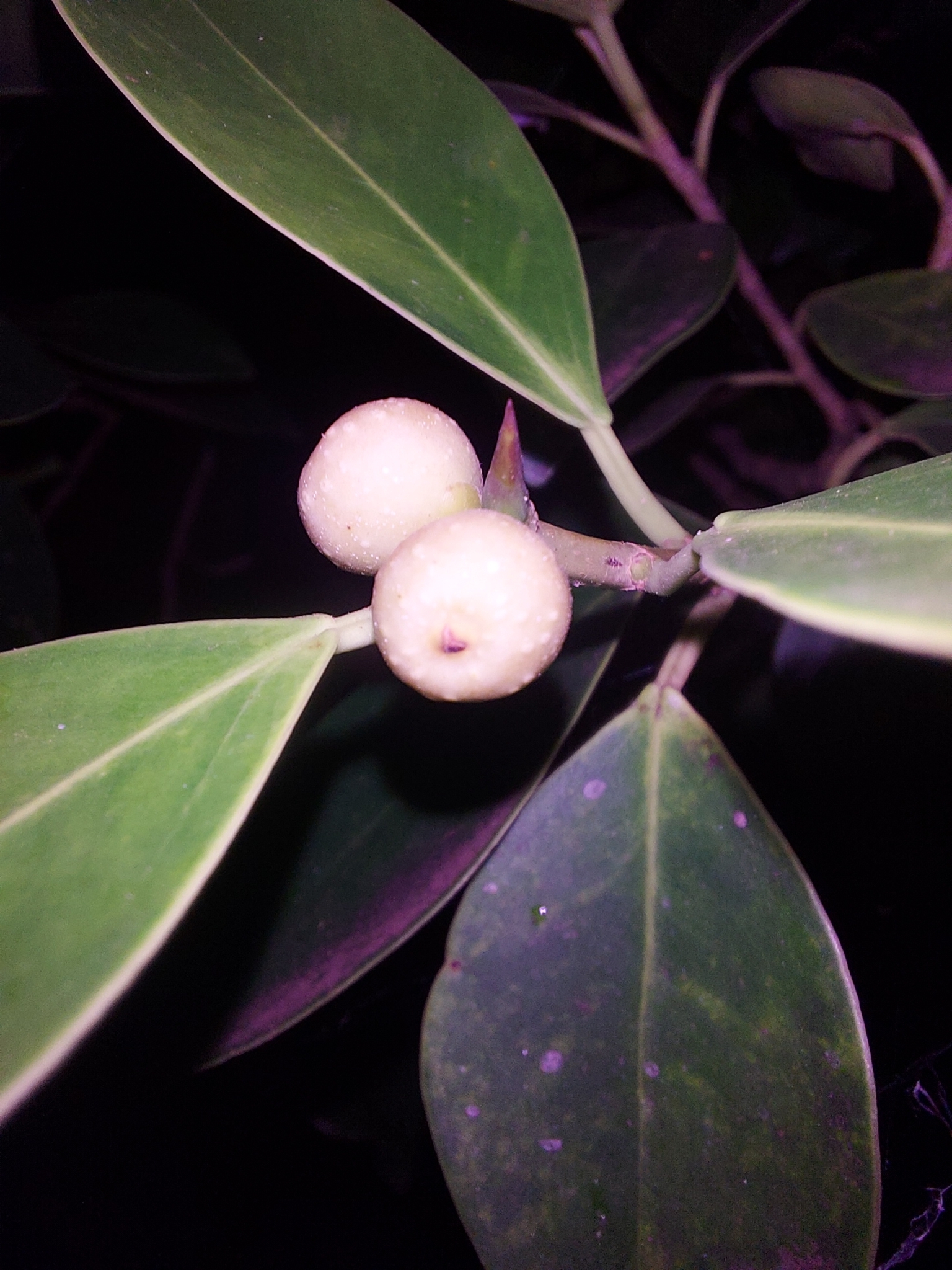 Ficus microcarpa