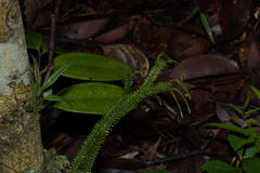 Phlegmariurus pinifolius