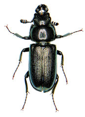 Platycerus quercus