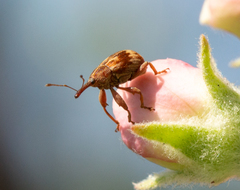 Anthonomus rectirostris