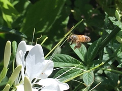 Apis mellifera